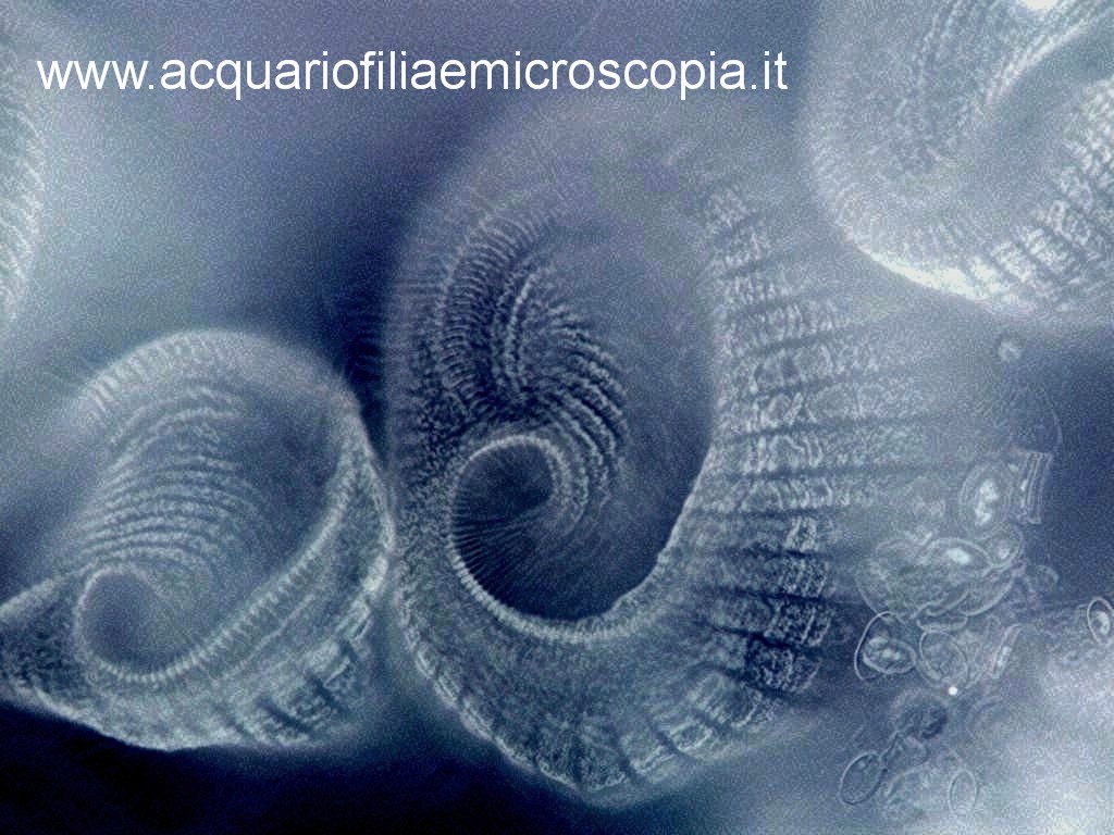 Qualcosa di particolare